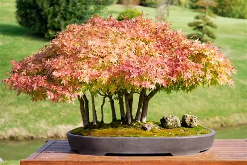 Japoniško klevo bonsai: priežiūra, vieta ir tinkamos veislės