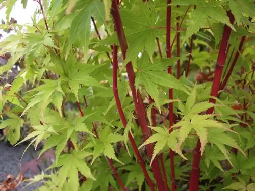 Japanese maple fertilizer