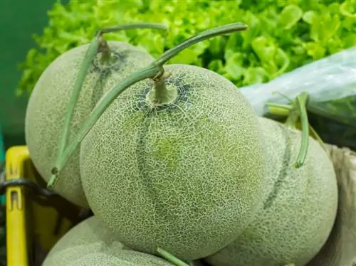 Plantera sockermelon