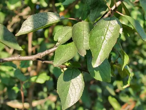 Ang puno ng plum ay hindi namumulaklak