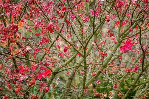 Layu Maple Verticillium Jepang