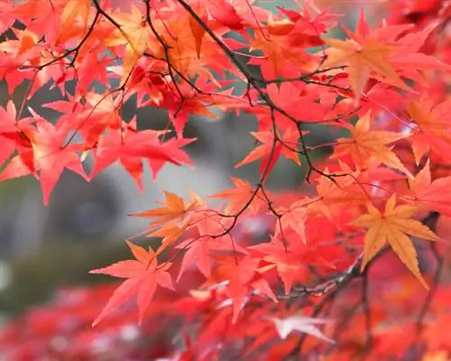 Perfil de arce japonés: Todo lo que necesitas saber sobre el árbol ornamental