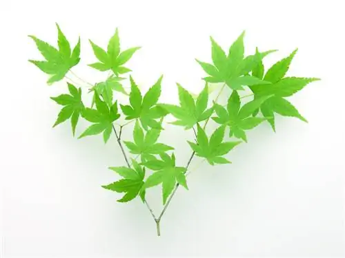 Propagating Japanese maple cuttings: instructions & tips