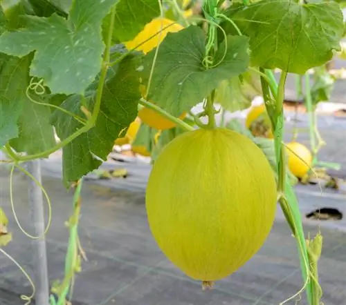 Growing honeydew melons: tips for sweet and aromatic fruits