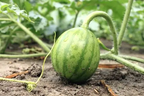 Pepene verde în grădină