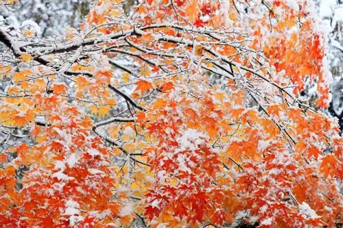 Acero Faech resistente: quanto è resistente al gelo l'albero ornamentale?