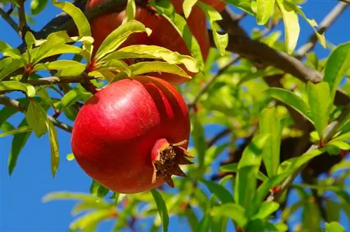 Pomegranate saib xyuas