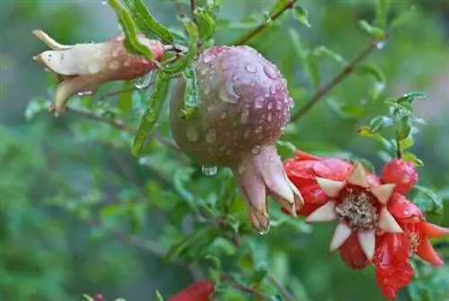 Melograni svernanti al fresco e al riparo dal gelo: ecco come funziona