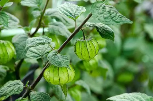 Physalis in giardino