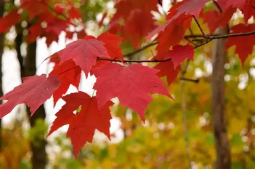 Maple merah: petunjuk perawatan dan pemangkasan untuk pohon yang sehat