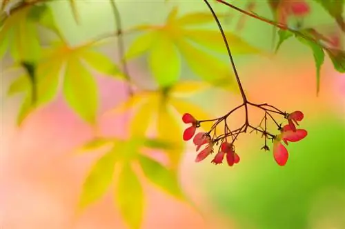 Padauginkite japoninį klevą: žingsnis po žingsnio į sėkmę