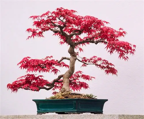 Bonsai de bordo vermelho