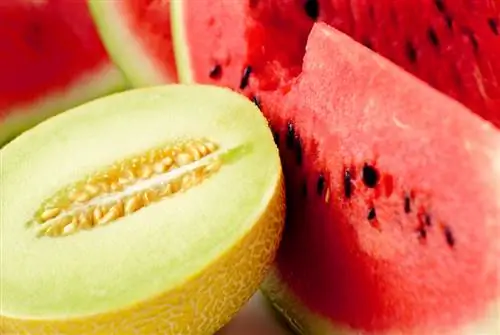 Melones: El fascinante origen de esta deliciosa fruta