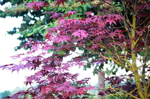 Cuidados del arce rojo: consejos para unos árboles sanos y bonitos