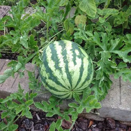 Melon moden eller ikke? Tegn på perfekt nytelse