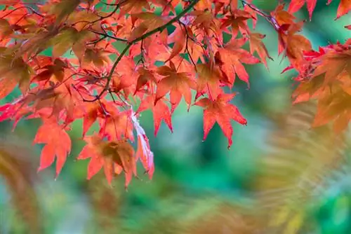 Maple merah berubah menjadi hijau? Bagaimana cara memperbaiki masalah tersebut