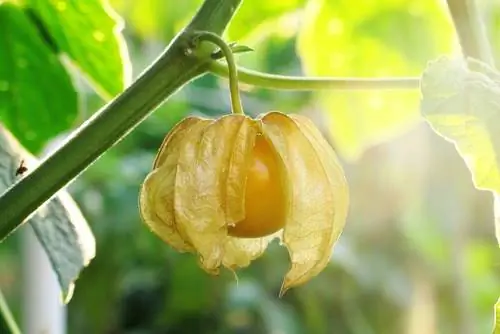 טיפול Physalis: טיפים לטיפוח מוצלח