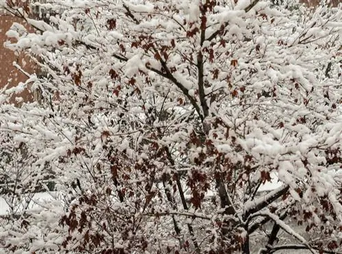 Bordo vermelho durante o inverno: dicas para a proteção correta contra congelamento