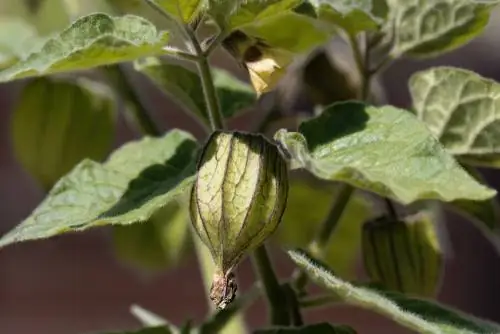 Physalis beskjæring