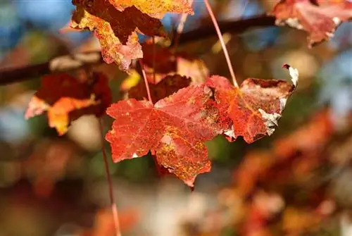 Red Maple: veel voorkomende ziekten en hun oorzaken