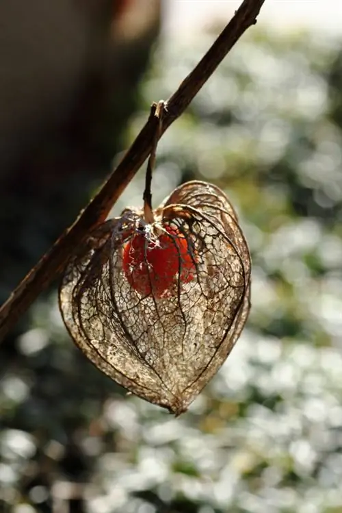 Physalis-ը ձմեռում է