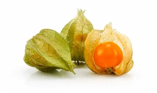 Physalis madura