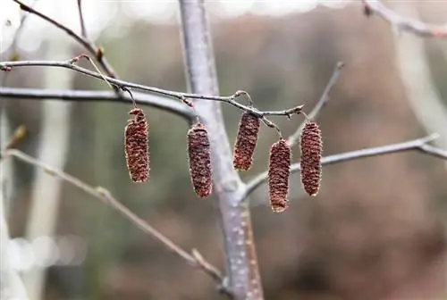 Bétula prateada no jardim: frutificação, semeadura e cultivo