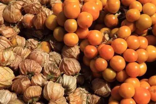 Andean berry in the pot