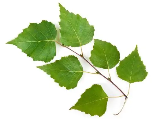 Silver birch: The peculiarity of its leaves and use