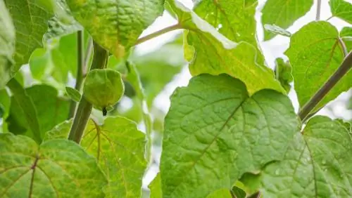 Μεγιστοποίηση Physalis: Είναι απαραίτητο για μια καλή συγκομιδή;