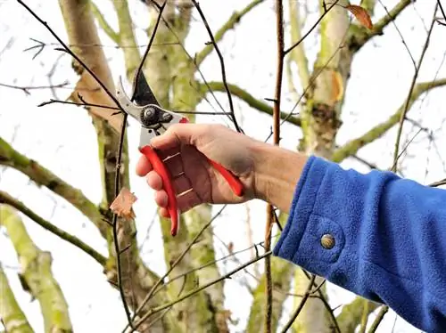 Silver birch pruning