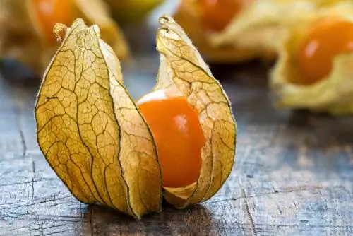 Buah physalis: rasa, nilai gizi dan tips persiapan