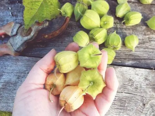 Physalis-ի բերքահավաքի ժամանակը