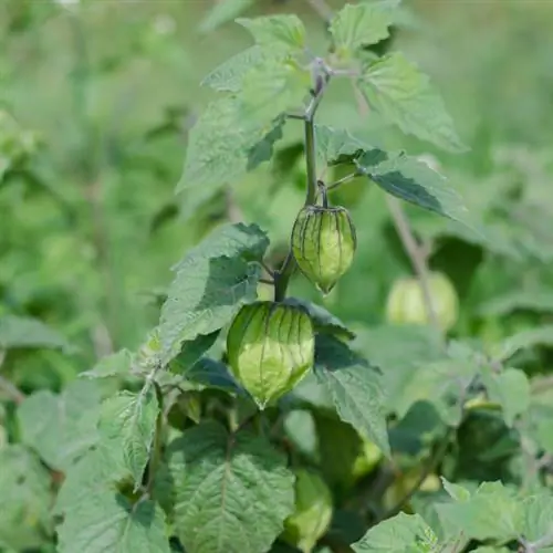 Physalis уруктандыруу