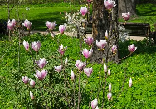 Menanam tulip magnolia