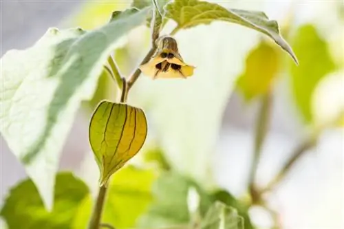 Physalis träd