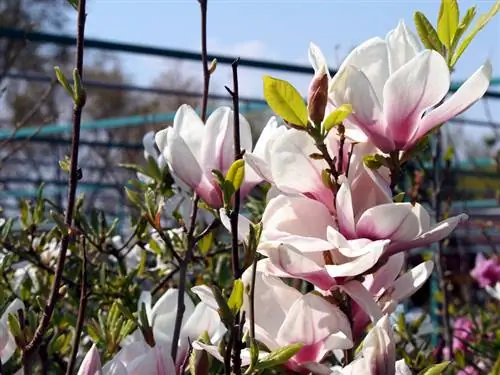 Popolna lokacija za tulipanovo magnolijo na vrtu