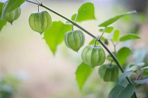 Physalis katika bustani