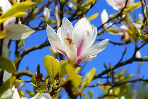 Pemangkasan tulip magnolia