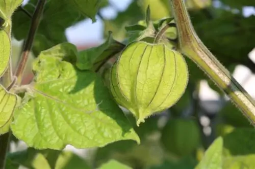 Physalis perennial