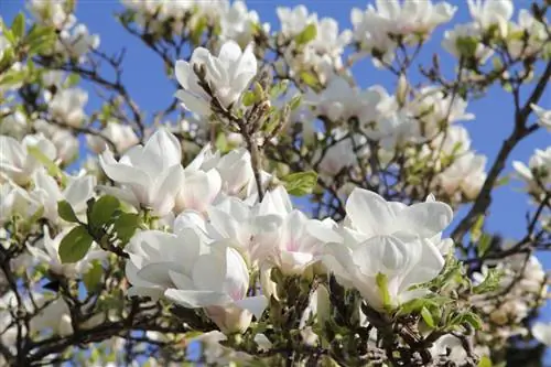 Vattning tulpan magnolia