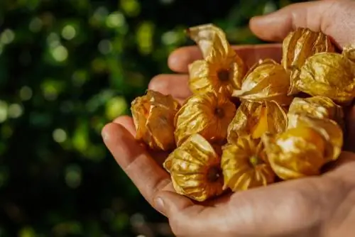 Tempo di raccolta della Physalis