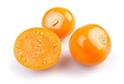 Physalis sjemenke