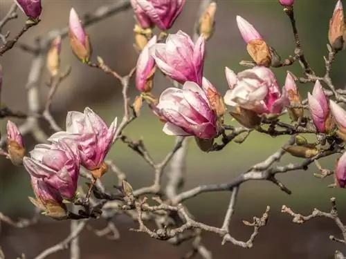 Perkelkite tulpių magnoliją