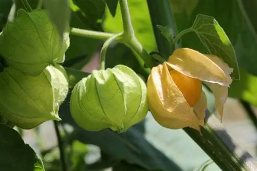 Uzgajajte Physalis sami