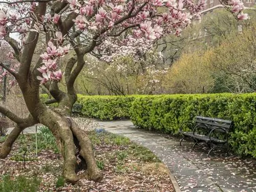 Tulpinių magnolijų: kaip greitai jos auga per metus?