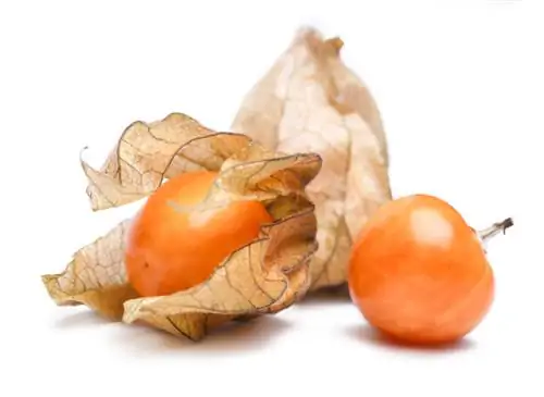 Physalis sowing: step by step to growing your own