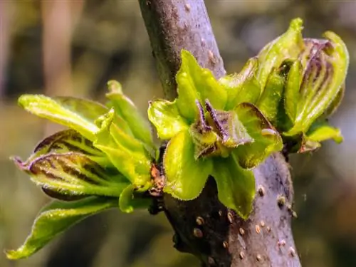 Arbre de trompeta de bola: brots al maig - poda i cura