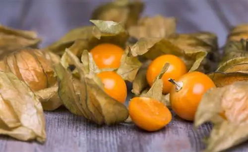 Vask physalis