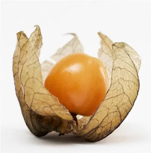 Föröka Physalis